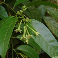Cestrum nocturnum L.